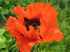 Mohn (Papaver)