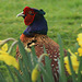 Pheasant in springtime