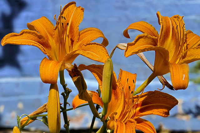 Orange Lilies Against a Blue Wall – Georgetown, Washington DC