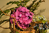 Hydrangea Arrangement – National Arboretum, Washington DC