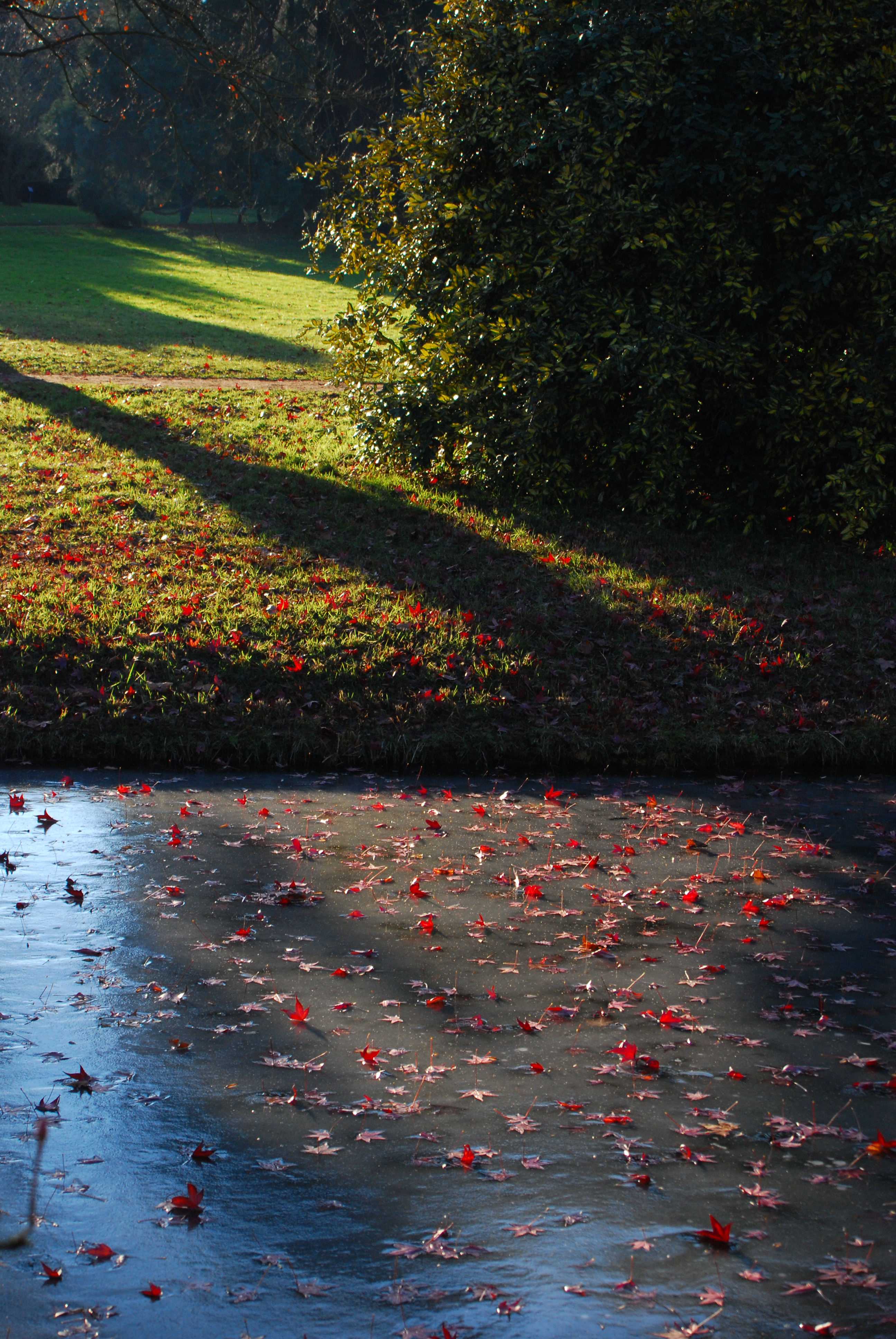 Feuilles qui frémissent , rougissent , s'envolent et couvrent le sol .