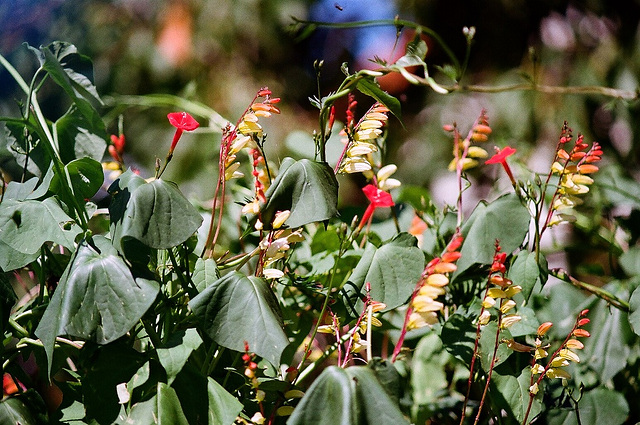 Mina lobata et Ipomée quamoclit