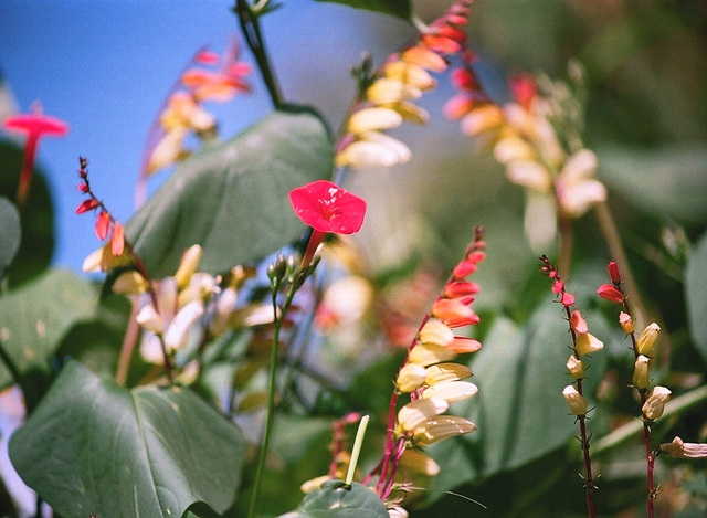 Ipomée quamoclit et Mina lobata