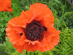 Mohn (Papaver)