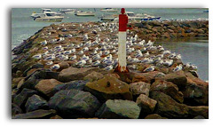 les mouettes face au vent