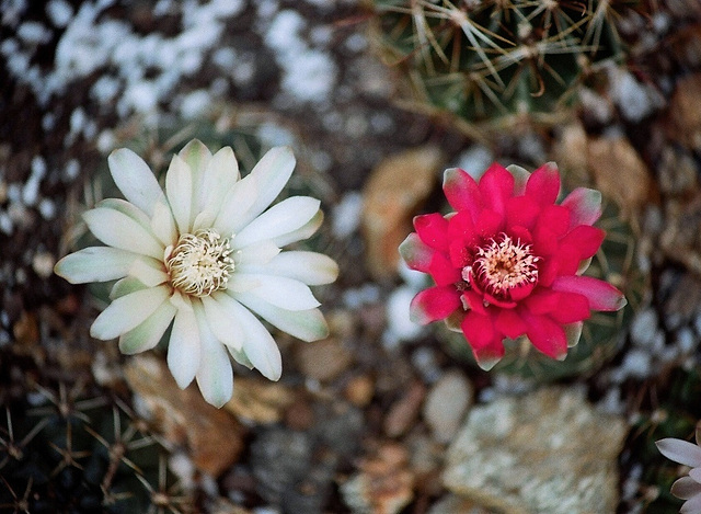 Gymnocalycium et à gauche?