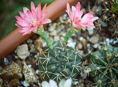 Gymnocalycium baldianum rose