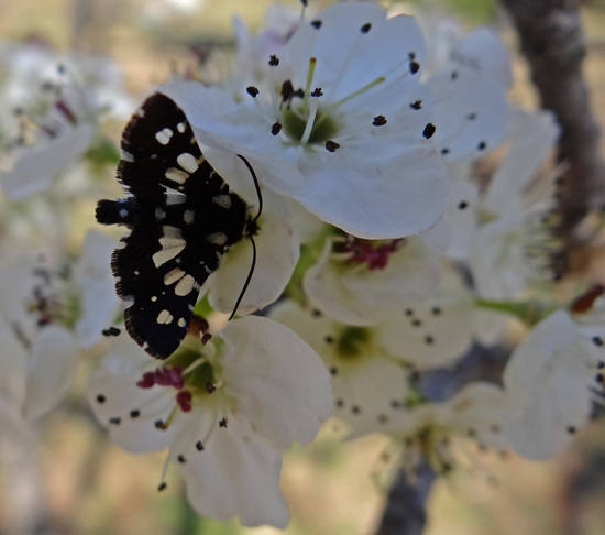 273 Mournful Thyris Moth on Bradford Pear blossom