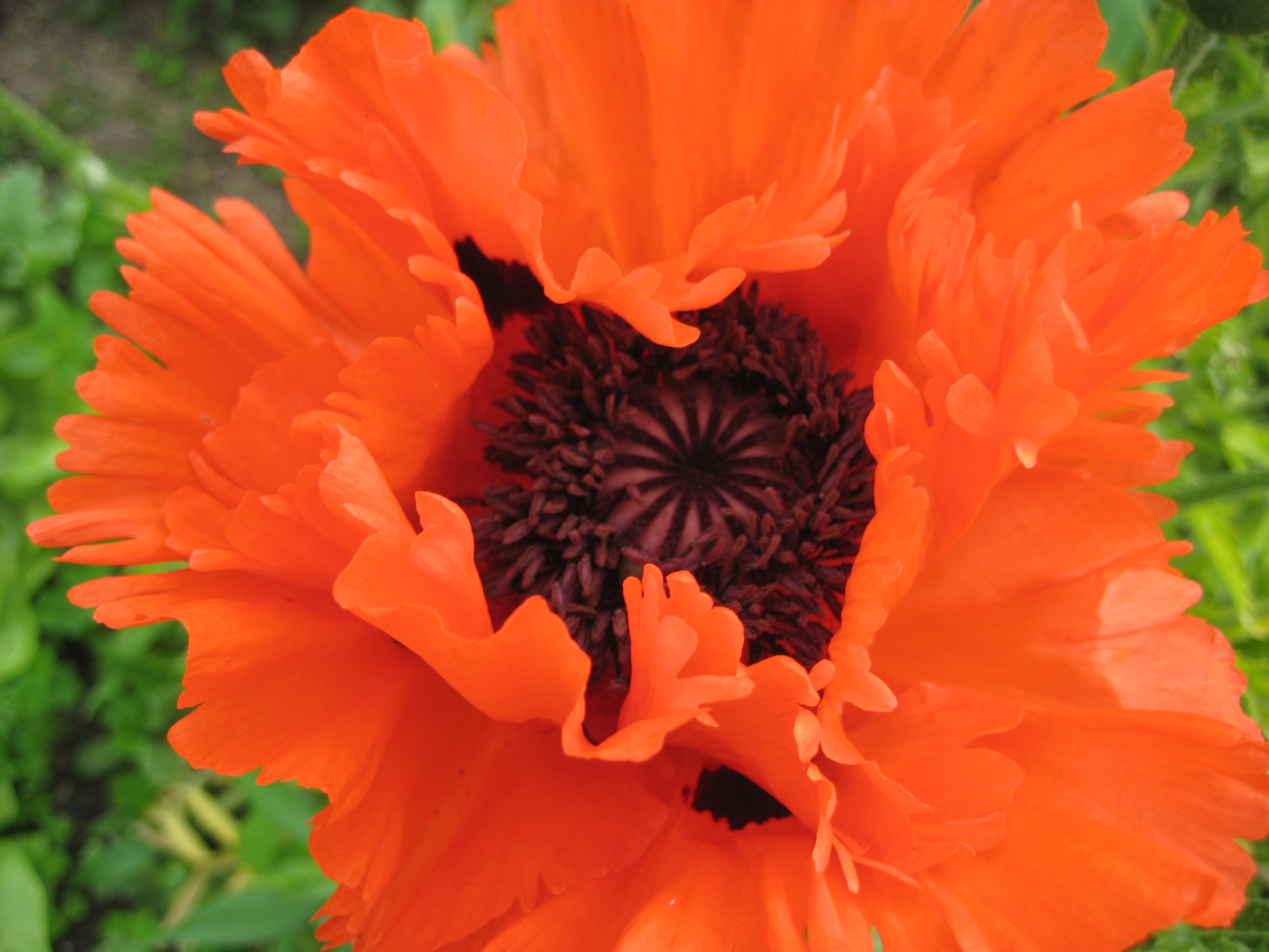 Mohn (Papaver)
