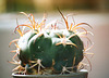 Gymnocalycium