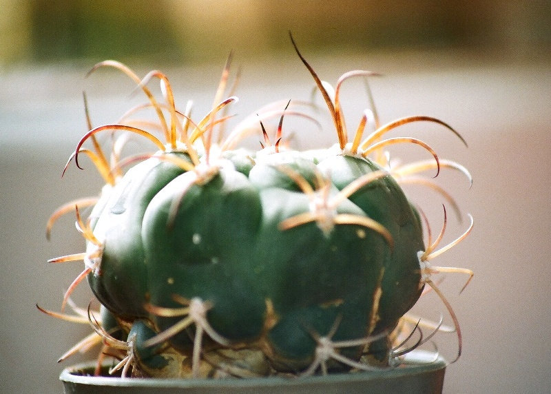 Gymnocalycium