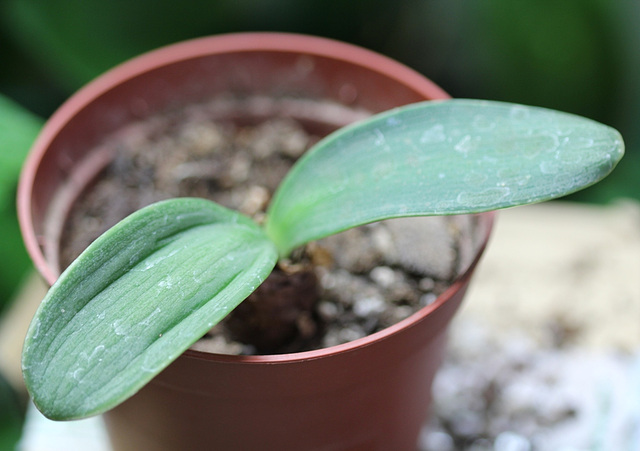 Rauhia peruviana-multiflora