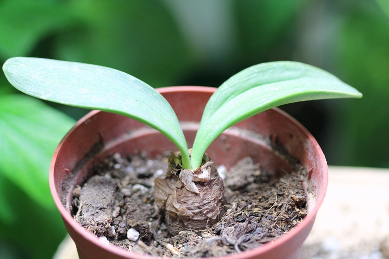 Rauhia peruviana
