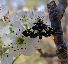 275 Mournful Thyris Moth on Bradford Pear blossom