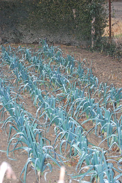 Les poireaux de St Polycarpe