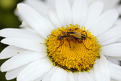 A Daisy Chain – National Arboretum, Washington DC