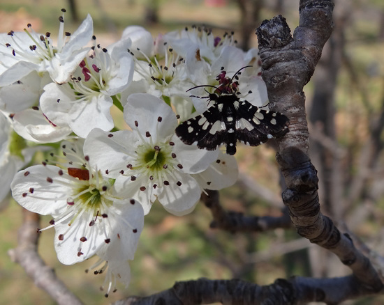 276 Mournful Thyris Moth on Bradford Pear blossom