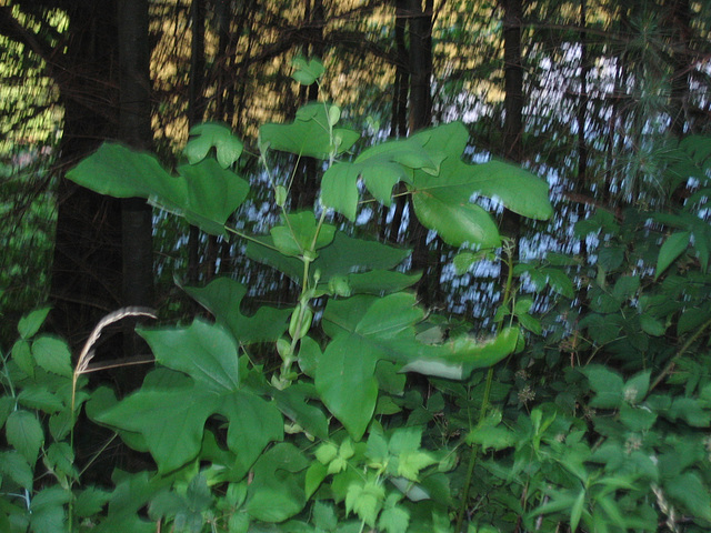 Shrubs and vines