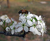 140 Bradford Pear blossom & Bee