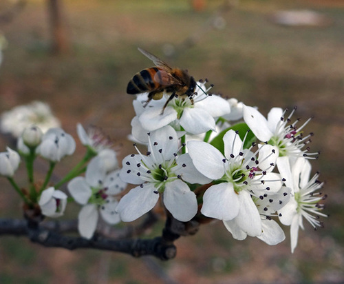 140 Bradford Pear blossom & Bee