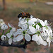140 Bradford Pear blossom & Bee