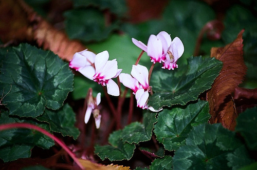 Cyclamen de Naples