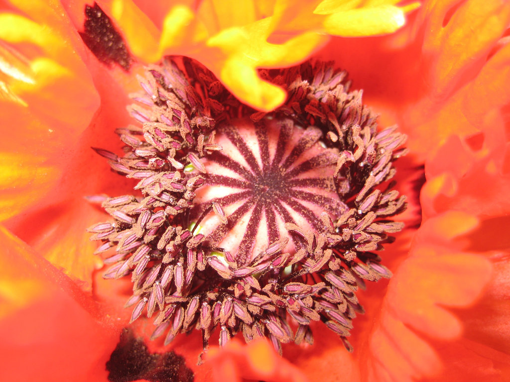 Mohn (Papaver)