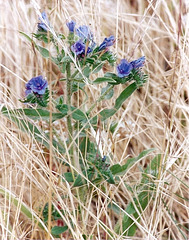 Vipérine commune- Echium vulgare