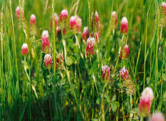 Tréfle incarnat-Trifolium incarnatum L. subsp. molinerii