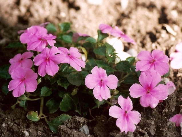 Impatiens walleriana