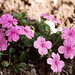 Impatiens walleriana
