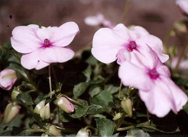 Impatiens walleriana