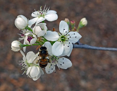 141 Bradford Pear blossom & Bee