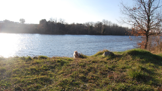 Titi au Lac de Lauraguel