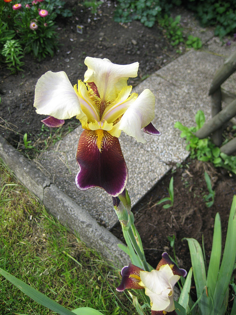 Schwertlilie (Iris)