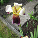 Schwertlilie (Iris)