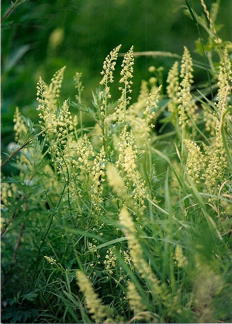 Réséda jaune-Reseda lutea