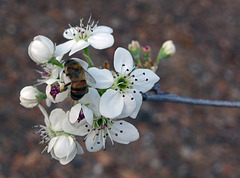 142 Bradford Pear blossom & Bee