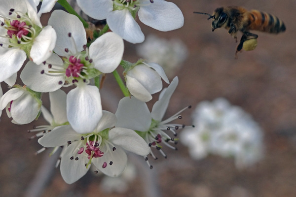 143 Bradford Pear blossom & Bee