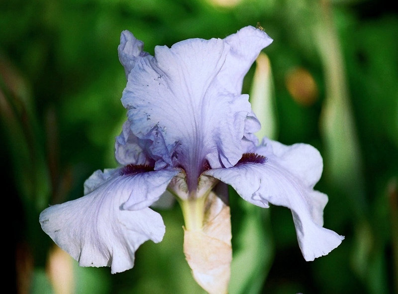 Iris Codicil