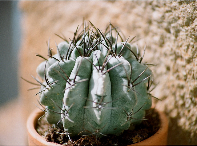 Neoporteria occulta