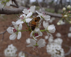 158 The Bee on the Bradford Pear blossom