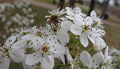 159 The Bee on the Bradford Pear blossom