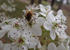 160 The Bee on the Bradford Pear blossom