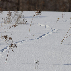 Sortie animalière...