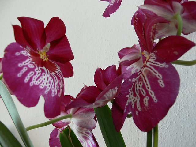 Stiefmütterchenorchidee