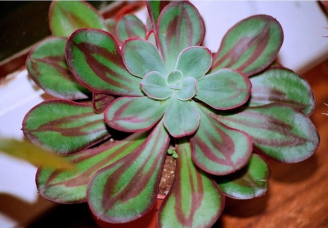 Echeveria nodulosa