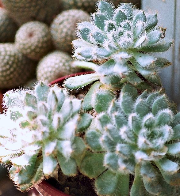 Echeveria setosa