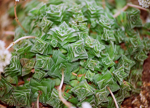 Crassula socialis