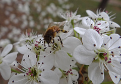 161 The Bee on the Bradford Pear blossom